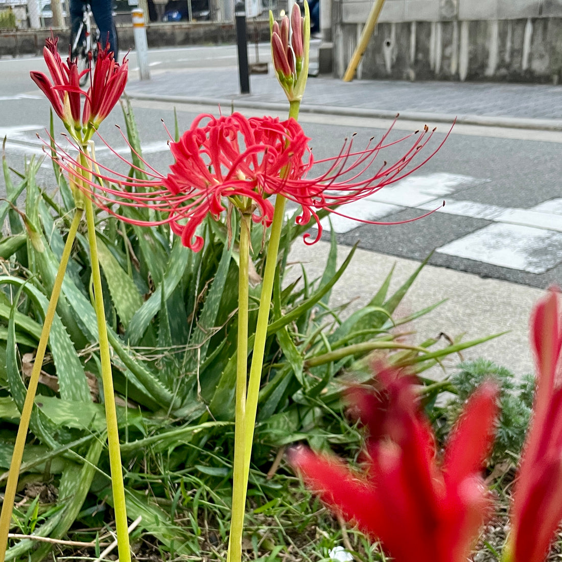 彼岸花（曼珠沙華）